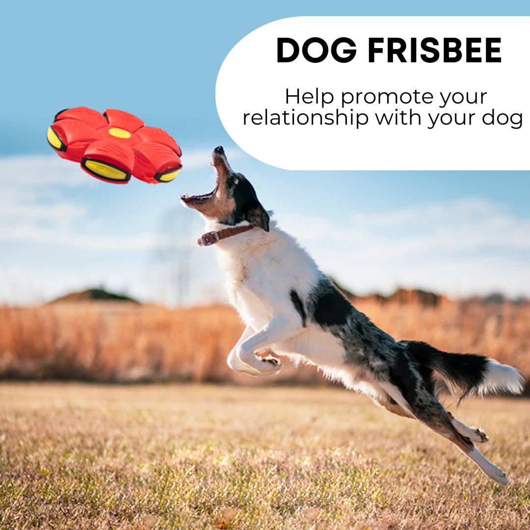 Squishy dog frisbee – photo 2 of 7
