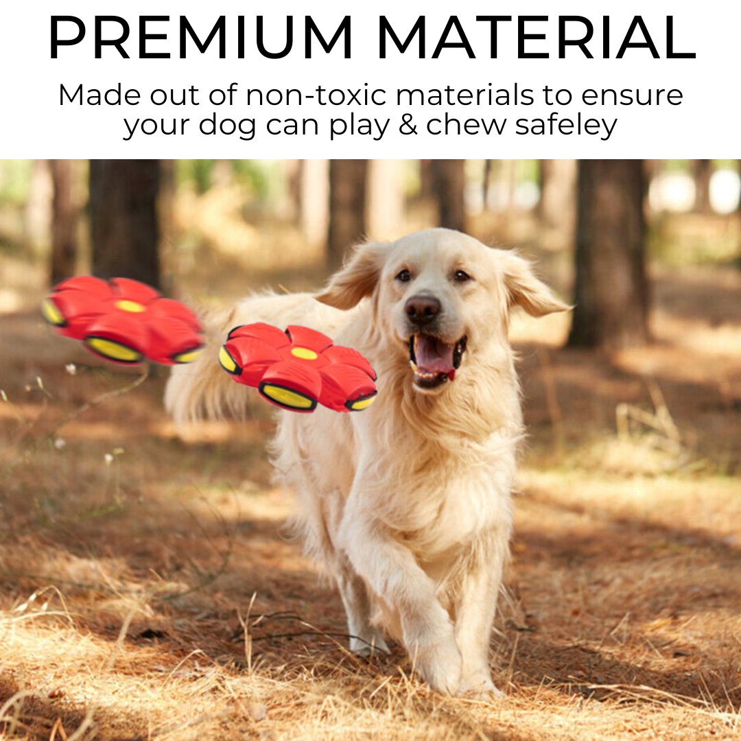 Squishy dog frisbee – photo 4 of 7